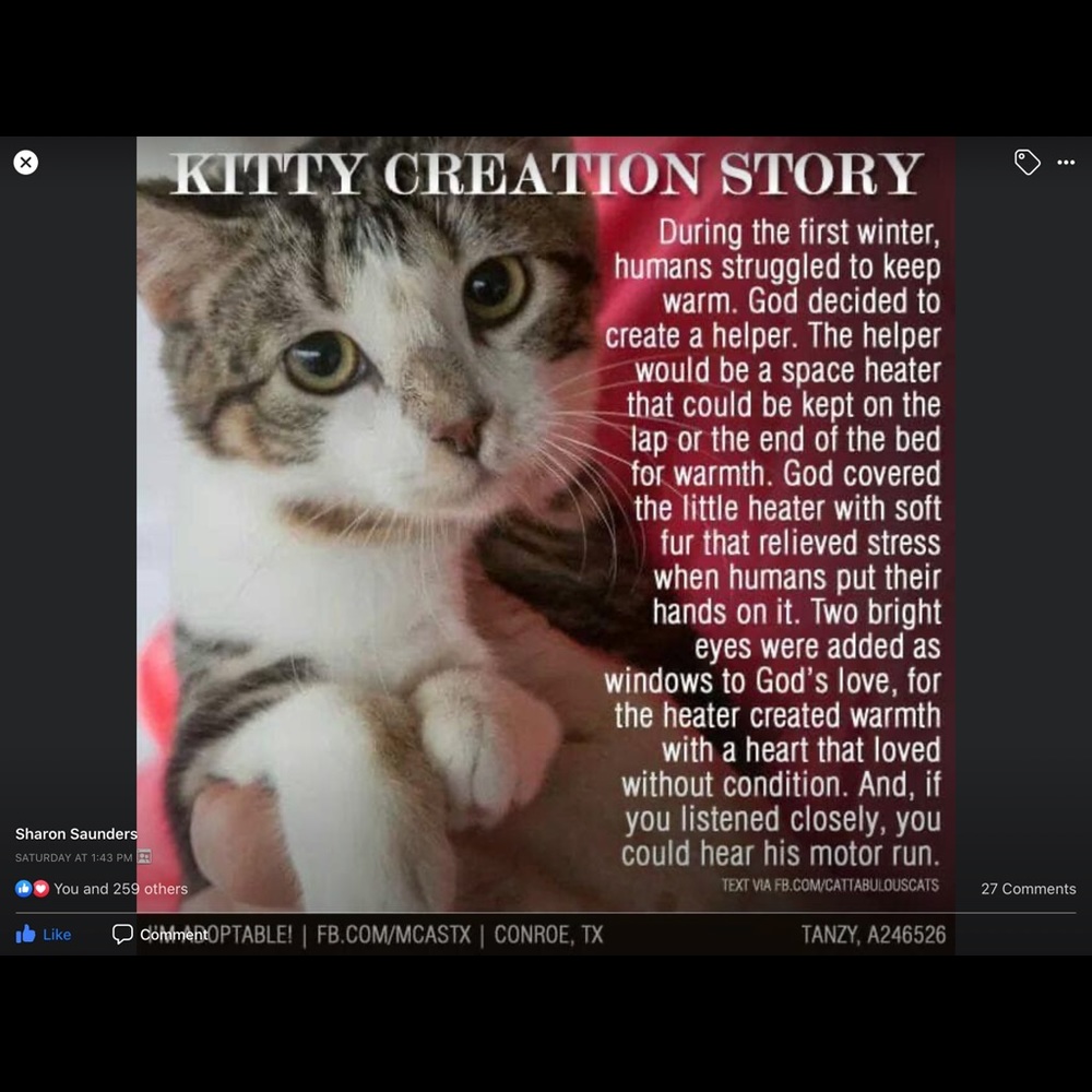 ❤️🐾Please Remember to be kind  ! 🐾❤️ - Picture 6 of 8